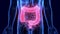 3D Illustration of Human Digestive System Anatomy Large intestine