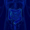 3D Illustration Human Digestive System Anatomy Small and Large Intestine