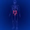 3D Illustration of Human Digestive System Large Intestine Anatomy