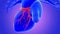3d Illustration Human Heart Anatomy Coronary Arteries