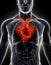 3D illustration Human Internal Organic - Human Heart.