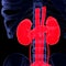 3d illustration human kidney and skeleton 3D render