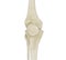 3d illustration of human knee bones