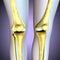 3d illustration. human knee bones skeletal system