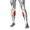 3D illustration human lower leg anatomy or anatomical and muscle
