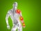 3D illustration human man anatomy upper body or health design, joint or articular pain, ache or injury