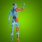 3D illustration of human or man with muscles for anatomy or health designs with articular or bones pain