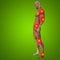 3D illustration of human or man with muscles for anatomy or health designs with articular or bones pain