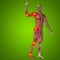 3D illustration of human or man with muscles for anatomy or health designs with articular or bones pain