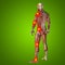 3D illustration of human or man with muscles for anatomy or health designs with articular or bones pain