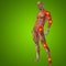 3D illustration of human or man with muscles for anatomy or health designs with articular or bones pain