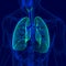 3D Illustration Human Respiratory System Anatomy Bronchus and Bronchioles