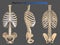 3D Illustration Human Rib Cage Anatomy