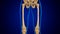 3D Illustration Human Skeleton Anatomy Bones of Femur