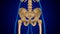 3D Illustration Human Skeleton Anatomy Bones of Pelvis or Hip