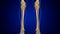 3D Illustration Human Skeleton Anatomy Bones of Tibia Fibula