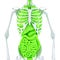 3d illustration of human skeleton and internal organs. Isolated. Contains clipping path