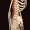 3d illustration of human skeleton muscles