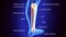 3D Illustration of Human Skeleton Tibia and Fibula Bones