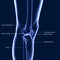 3D Illustration of Human Skeleton Tibia and Fibula Bones