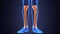 3D Illustration of Human Skeleton Tibia and Fibula Bones