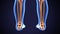 3D Illustration of Human Skeleton Tibia and Fibula Bones