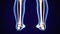 3D Illustration of Human Skeleton Tibia and Fibula Bones