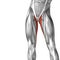 3D illustration human upper leg anatomy or anatomical and muscle