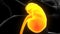 3D Illustration of Human Urinary System Kidneys Anatomy