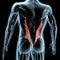 3d illustration of the iliocostalis lumborum muscles on xray musculature