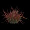 3d illustration of imperata grass isolated on black background