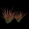 3d illustration of imperata grass isolated on black background