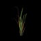 3d illustration of imperata grass isolated on black background