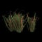 3d illustration of imperata grass isolated on black background