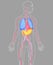 3D illustration internal organs human anatomy on gray background