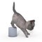 3d-illustration of an isolated cute baby cat going