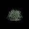 3d illustration of Leucophyllum Frutescens bush isolated on black background