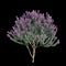 3d illustration of Leucophyllum frutescens bush isolated on black background