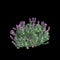 3d illustration of Leucophyllum frutescens bush isolated on black background