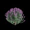 3d illustration of Leucophyllum frutescens bush isolated on black background