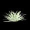 3d illustration of Liriope muscari bush isolated on black background