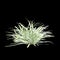 3d illustration of Liriope muscari bush isolated on black background