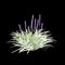 3d illustration of Liriope muscari bush isolated on black background