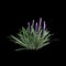 3d illustration of Liriope muscari bush isolated on black background