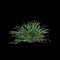 3d illustration of Liriope muscari bush isolated on black background