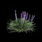 3d illustration of Liriope muscari bush isolated on black background