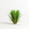 3d illustration of Lomandra lime tuff bush isolated on white background