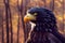 3d illustration of majestic american eagle in autumn forest Generative AI illustration