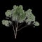 3d illustration of Melaleuca lanceolata tree isolated on black background