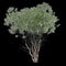 3d illustration of Melaleuca lanceolata tree isolated on black background